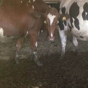 Meet your Posher, Micah